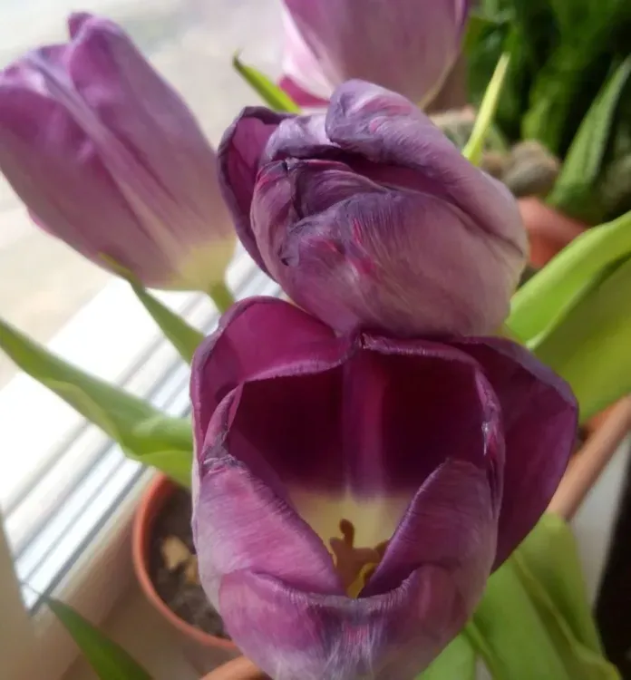 К 8 Марта в Амурскую область доставили больше 8 тысяч срезанных цветов