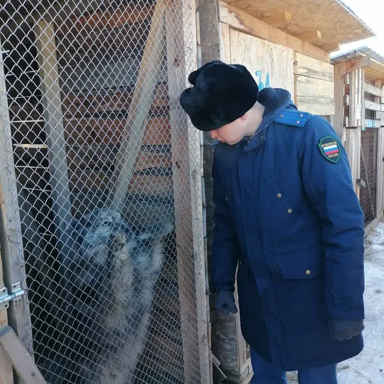 Прокуратура направила иск к мэрии Свободного после нападения собаки на ребенка