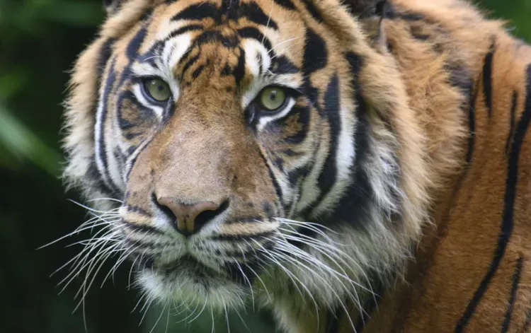 Тигров на Дальнем Востоке стало больше