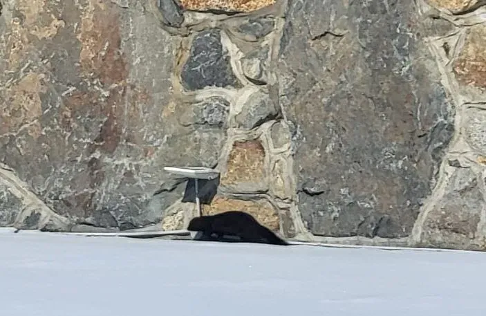 Норку заметили на прогулке по территории Нижне-Бурейской ГЭС