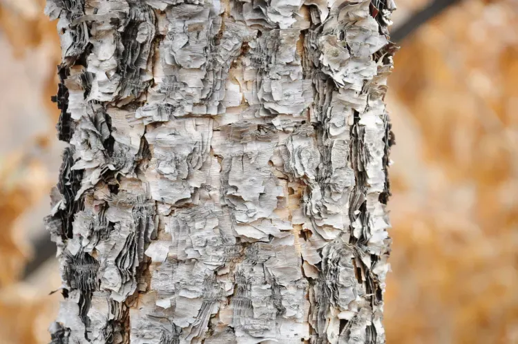 Лесные уроки провели для школьников Благовещенского района