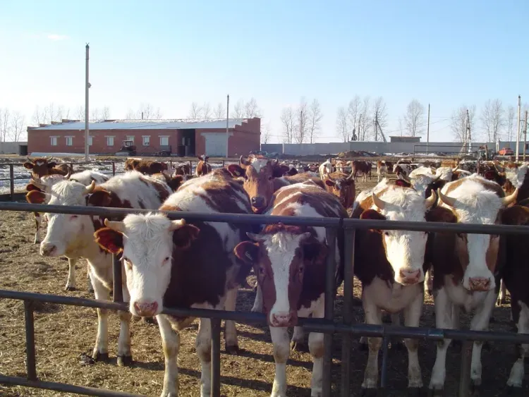 В Амурской области животных держали в коровнике без официального разрешения