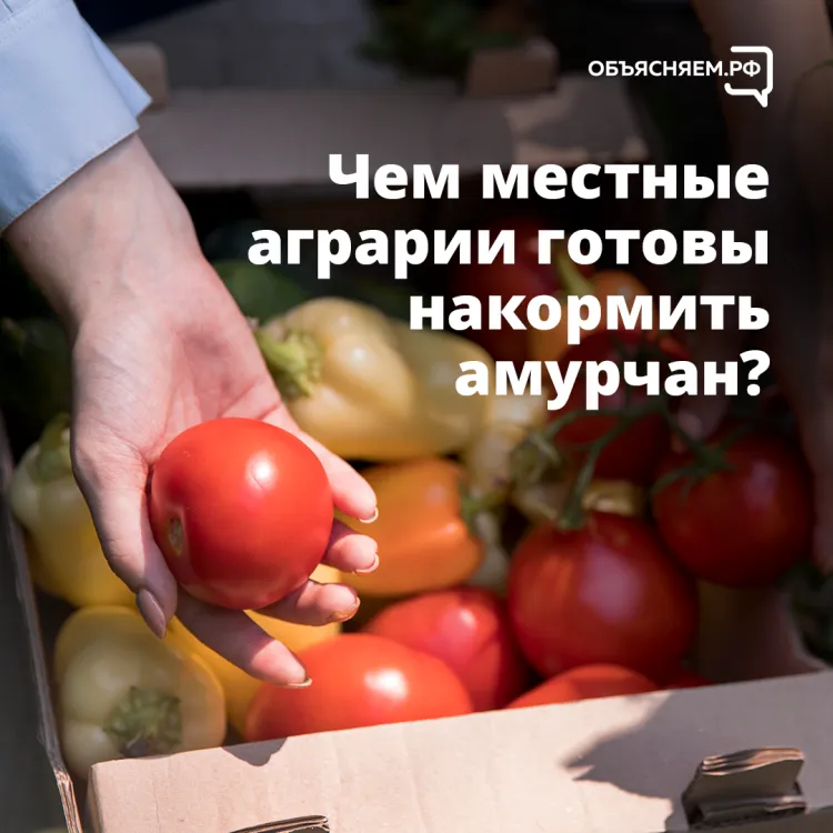Министр расскажет амурчанам о производстве продуктов питания в регионе