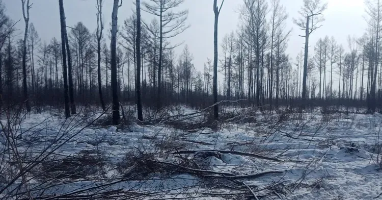 Лес на 10 миллионов рублей незаконно вырубили в Ромненском районе