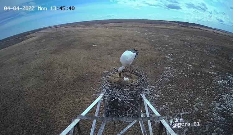 Жизнь многодетной семьи аистов наблюдают амурчане в режиме онлайн