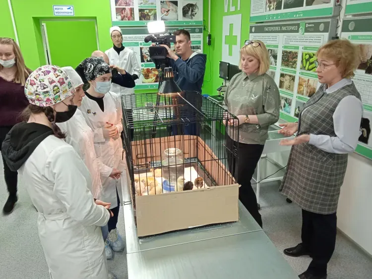 Цыплят в ответ на западные санкции вывели амурские студенты