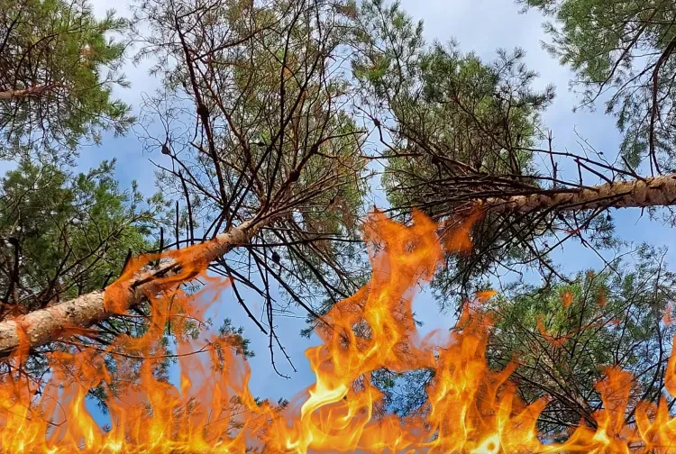 Природные пожары тушили в Благовещенском районе