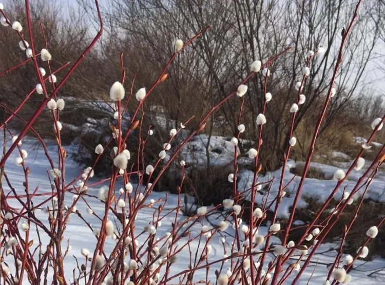 Воздух станет теплее в Амурской области к выходным