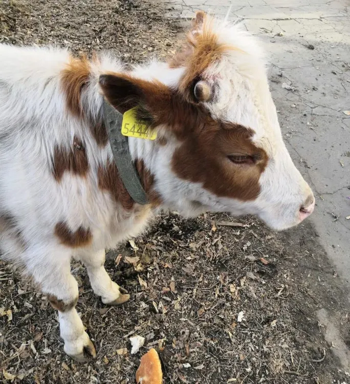 Теленка, потерявшегося в Благовещенске, накануне привезли из Тамбовского района