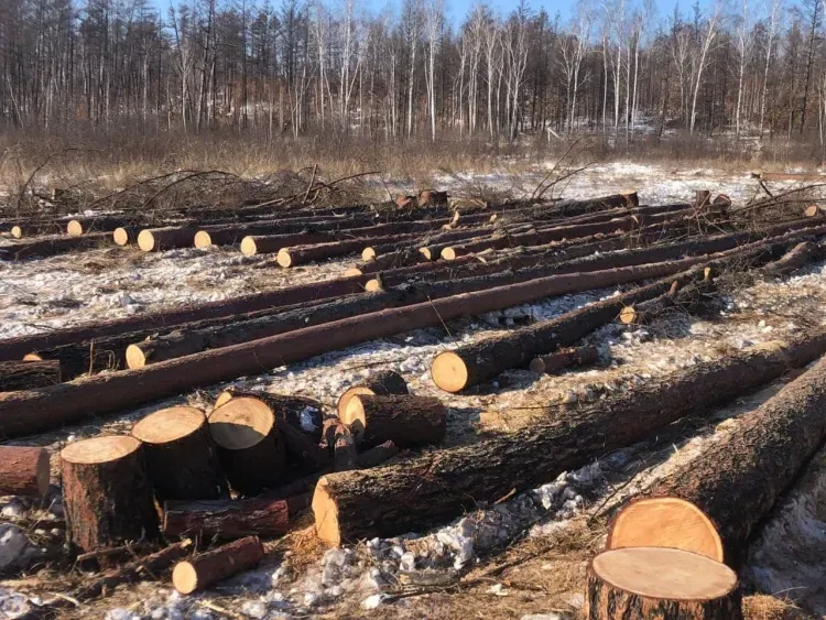 Лес на 19,6 млн рублей вырубили в Мазановском районе лесоворы