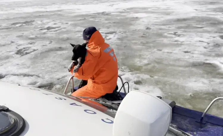 Собаку без сопротивления эвакуировали со льда Амура в Благовещенске