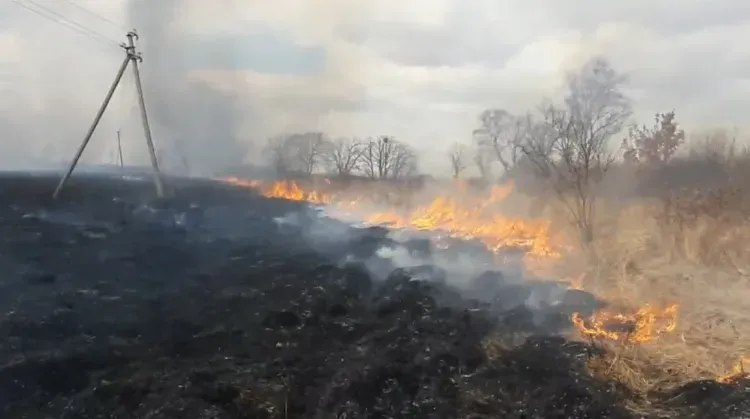 Мужчина допустил пал, когда сжигал порубочные остатки в Сковородинском районе