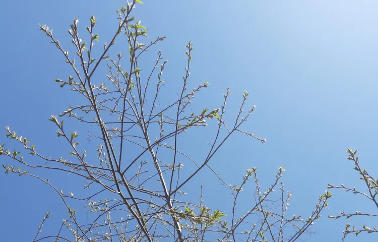 Святого Ивана Ветхопещерника вспоминают 2 мая