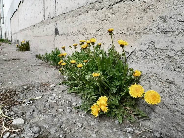 До 15 градусов прогреется воздух в Амурской области 1 мая