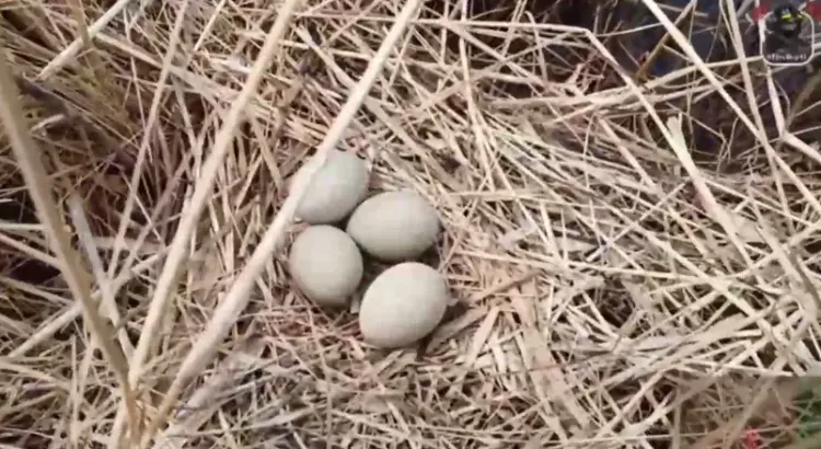 Птичье гнездо с яйцами спасли пожарные в Благовещенском районе