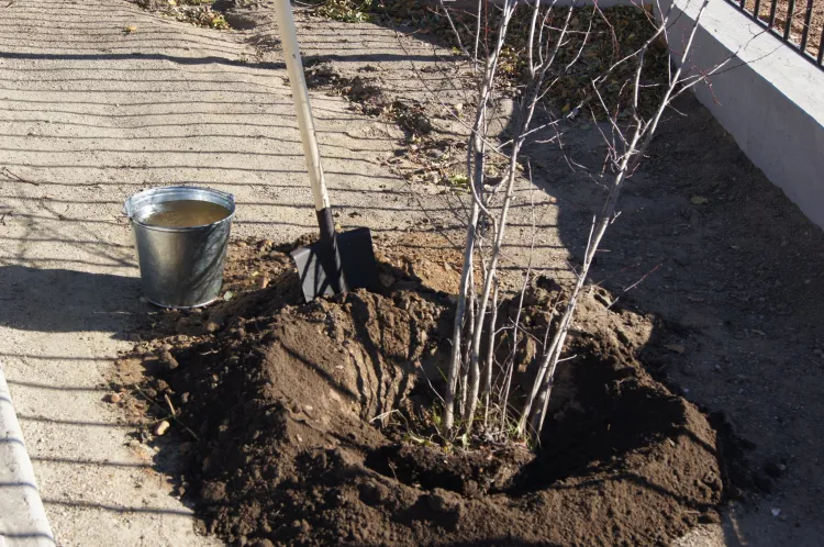 Всероссийские дни посадки леса - ежегодная экологическая акция проходит 14 мая