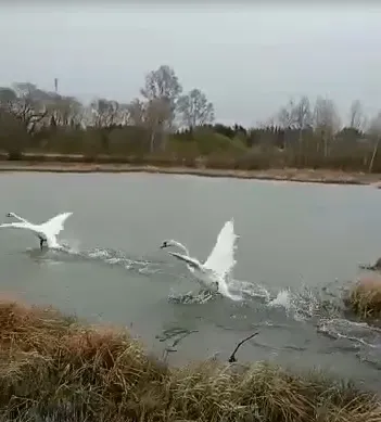 Лебеди Петр и Феврония обживают новое место в Ивановском округе