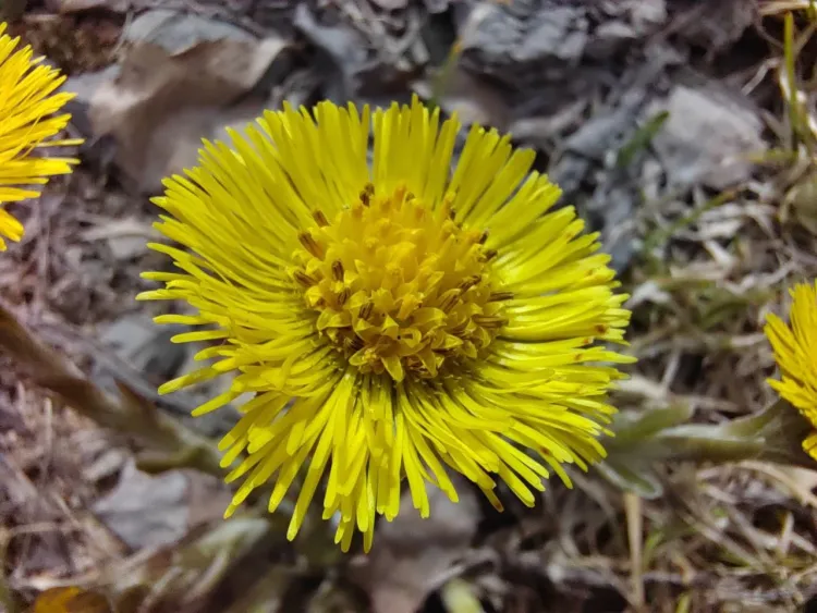 На территории Амурской области 21 мая днем преимущественно без осадков