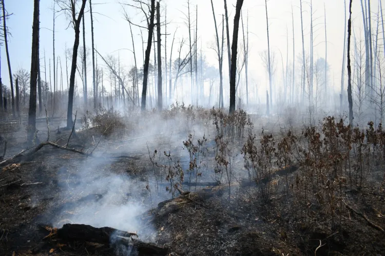 Мужчина на коне поджигал траву в Ивановском районе для выгона скота