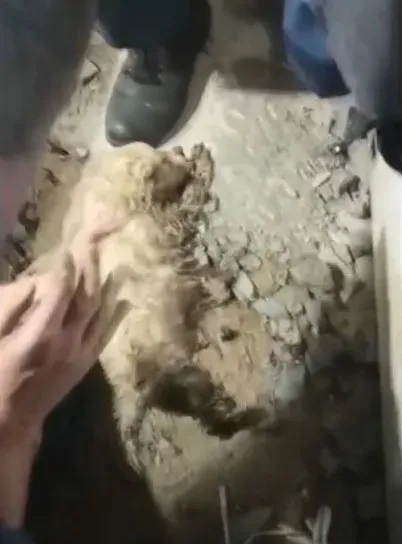 Спасатели вытащили двухнедельного щенка из трубы в Приамурье