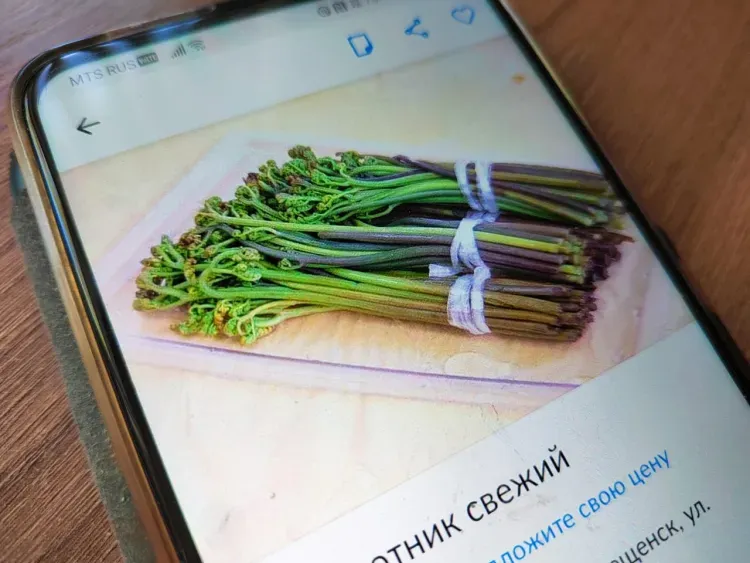 Папоротник массово заготавливают жители Амурской области