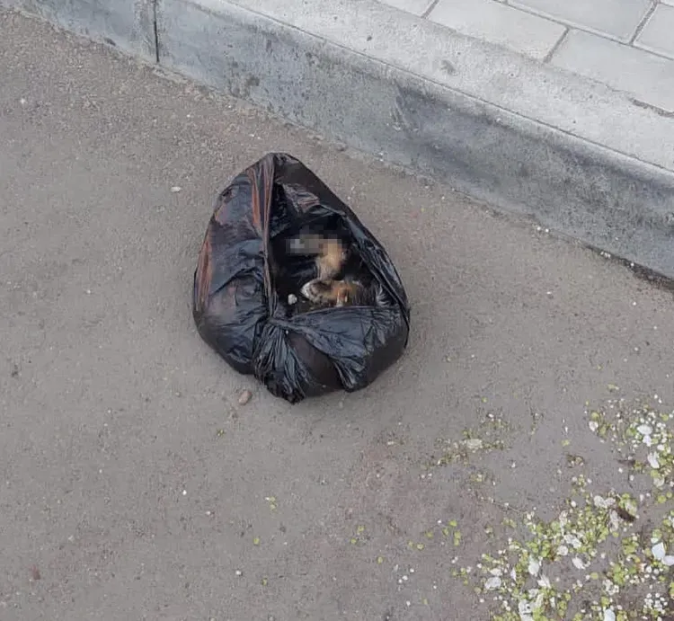 Дело возбуждено после инцидента с выброшенным щенком в Благовещенске