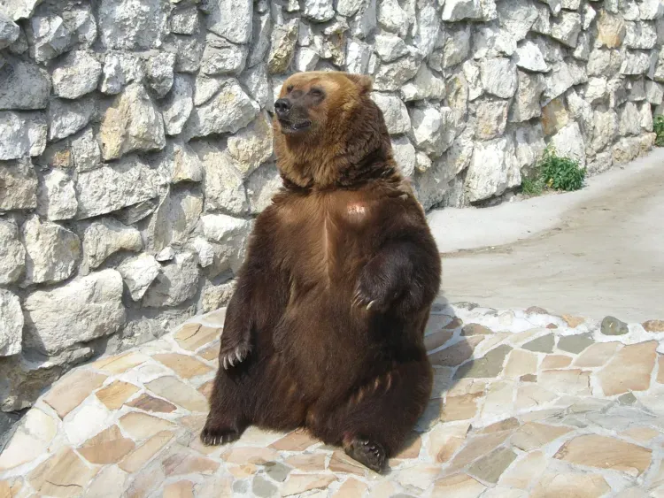 Сезон охоты на медведя завершается в Амурской области