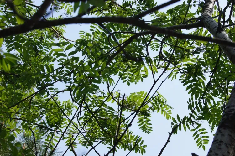 На территории Амурской области на 4 июня в отдельных районах юга слабый дождь