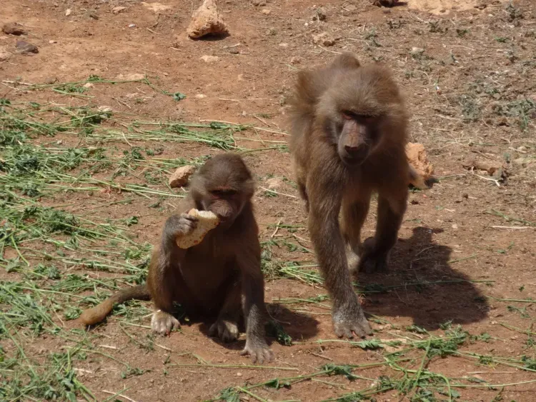 Риск завоза оспы обезьян в Россию оценили в Роспотребнадзоре