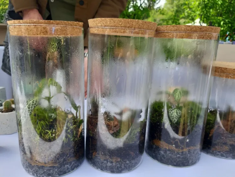 Мечта цветовода: улица Благовещенска превратилась в садовый центр 