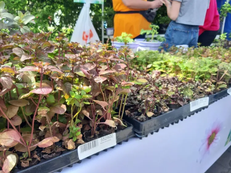 Мечта цветовода: улица Благовещенска превратилась в садовый центр 