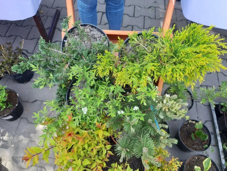 Мечта цветовода: улица Благовещенска превратилась в садовый центр 