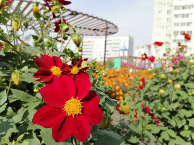 Будет жарко: до 30 градусов тепла ожидается в Амурской области 6 июня