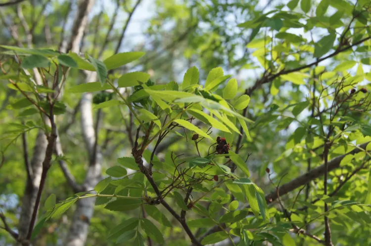 На территории Амурской области 17 июня местами кратковременные дожди, грозы и ливни