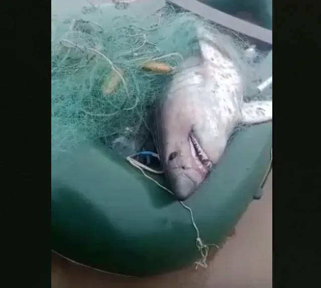 Акулу недалеко от берега поймали рыбаки в Приморье