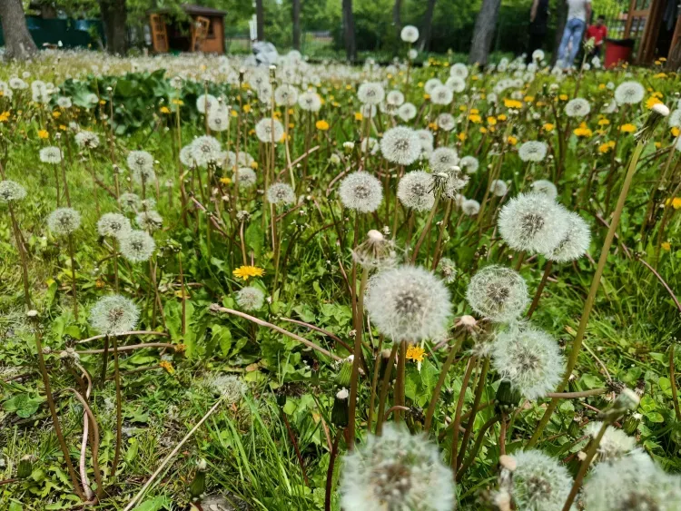 Ромашки и одуванчики на дачных участках грозят россиянам штрафами