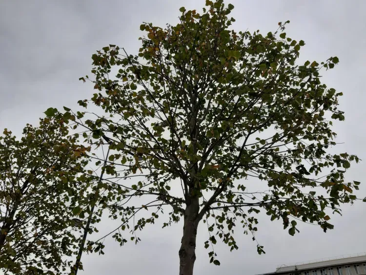 Ульянов день в честь памяти священномученика Иулиана Тарсийского отмечается 4 июля