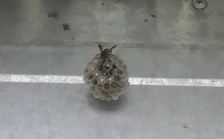 Агрессивные пчелы атаковали и искусали жителей Амурской области