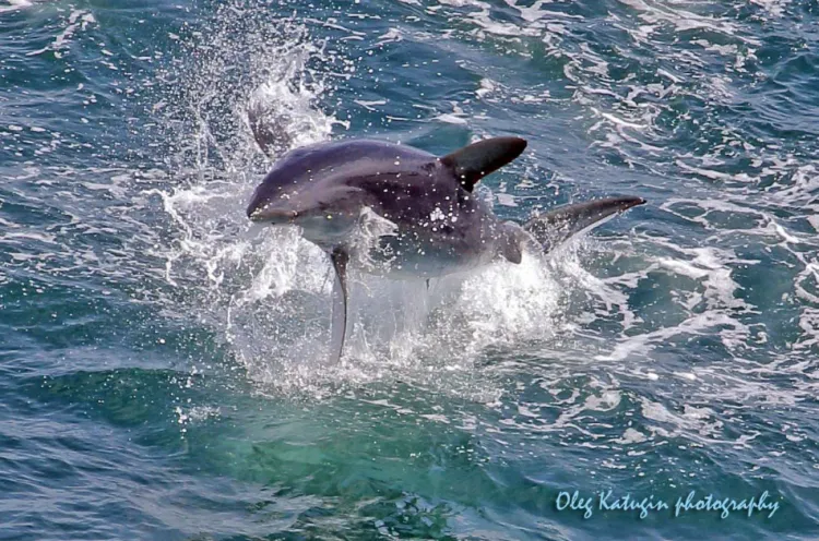 Акулу, прыгающую как дельфин, заметили недалеко от пляжа во Владивостоке
