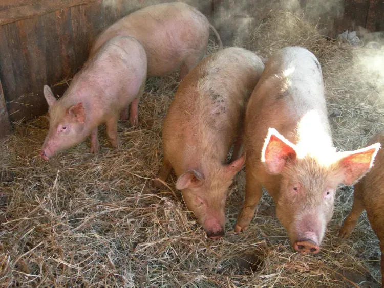 Без выплат могут остаться виновники заноса чумы свиней в Амурскую область