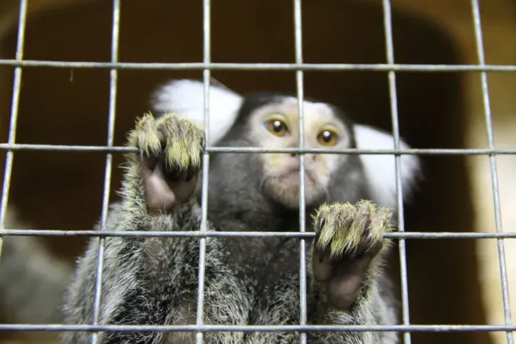 Котята и обезьяны встречают посетителей первого в Амурской области котокафе