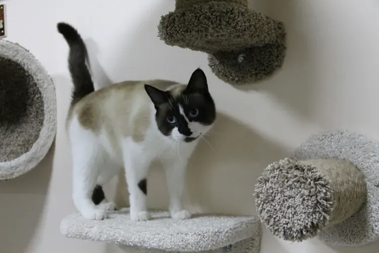 Котята и обезьяны встречают посетителей первого в Амурской области котокафе