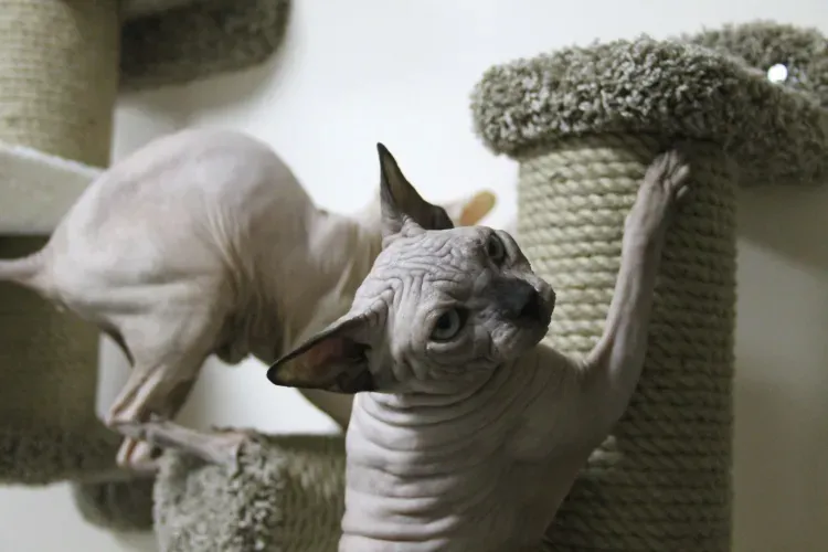 Котята и обезьяны встречают посетителей первого в Амурской области котокафе