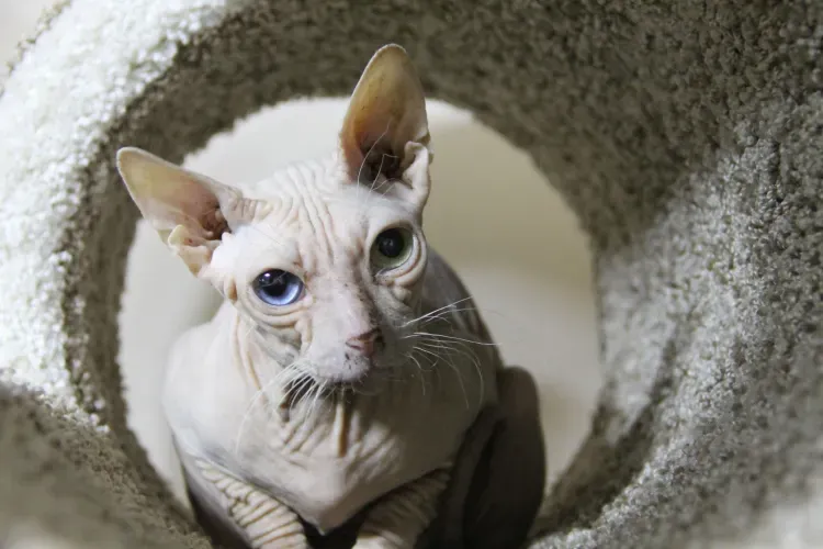 Котята и обезьяны встречают посетителей первого в Амурской области котокафе