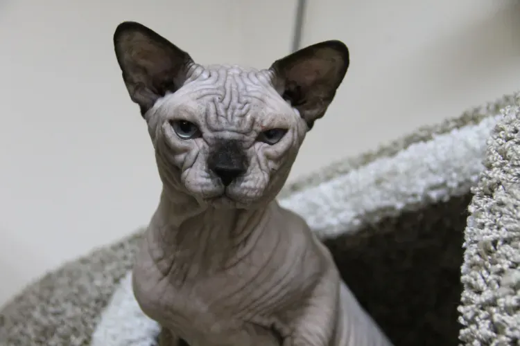 Котята и обезьяны встречают посетителей первого в Амурской области котокафе