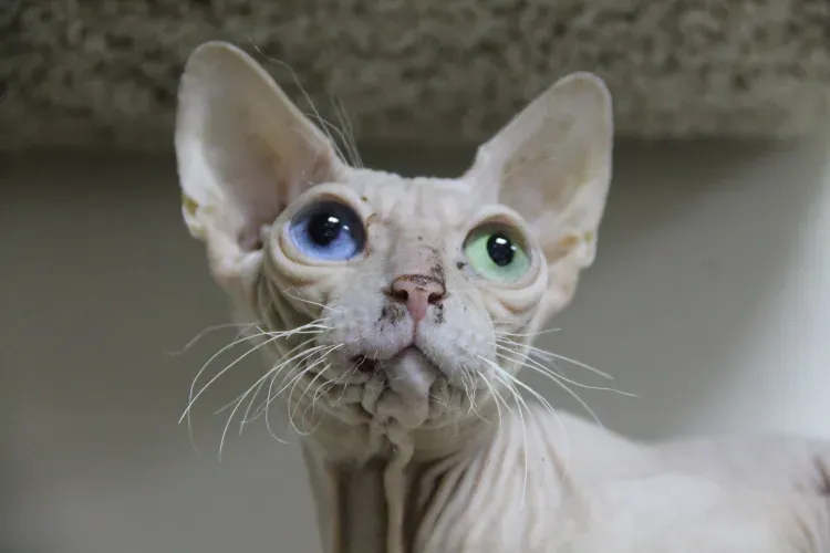 Котята и обезьяны встречают посетителей первого в Амурской области котокафе