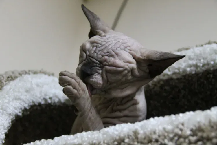 Котята и обезьяны встречают посетителей первого в Амурской области котокафе