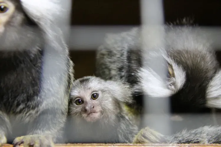 Котята и обезьяны встречают посетителей первого в Амурской области котокафе