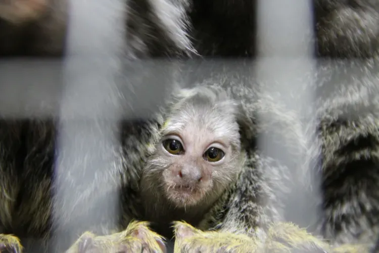 Котята и обезьяны встречают посетителей первого в Амурской области котокафе