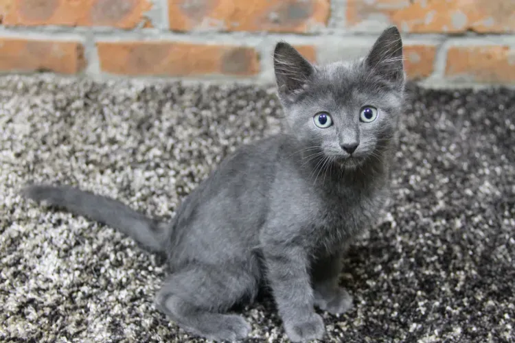 Котята и обезьяны встречают посетителей первого в Амурской области котокафе